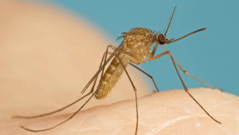 Vòng đời của muỗi vằn là bao lâu?