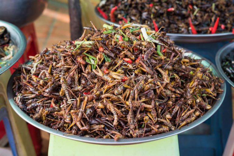 Những món ngon từ côn trùng tại Việt Nam