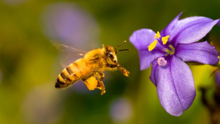 Kỹ thuật chăm sóc và nuôi ong lấy mật