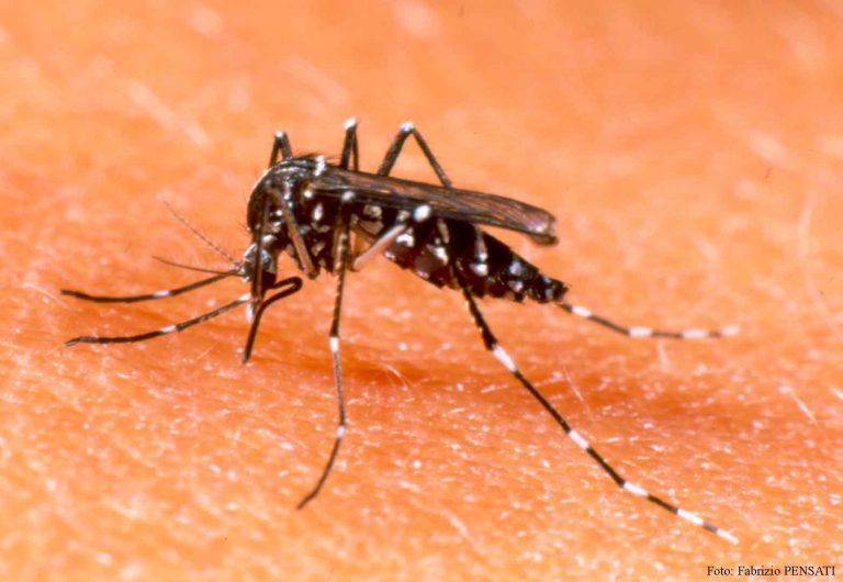 Khám phá các loại muỗi ở Việt Nam